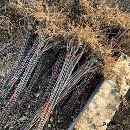 美國八號蘋果苗 基地信息、種植技術與市場報價
