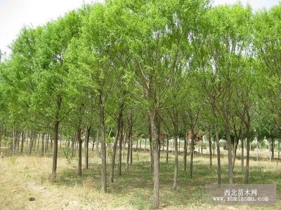 旱柳、絳柳、龍爪柳的生物特性與綜合養(yǎng)殖技術(shù)及種植咨詢指南